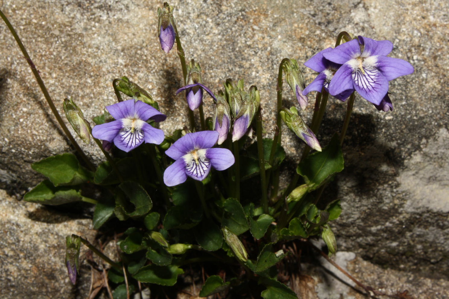 Viola riviniana / Viola di Rivinus